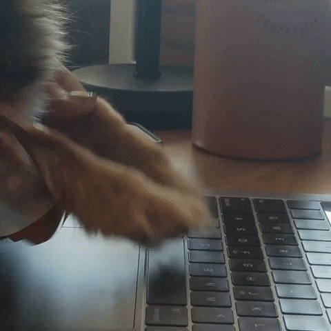 GIF video 