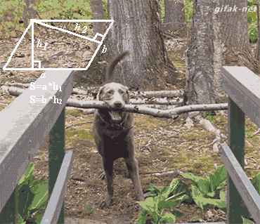 GIF video 