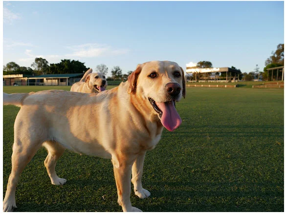 doggo