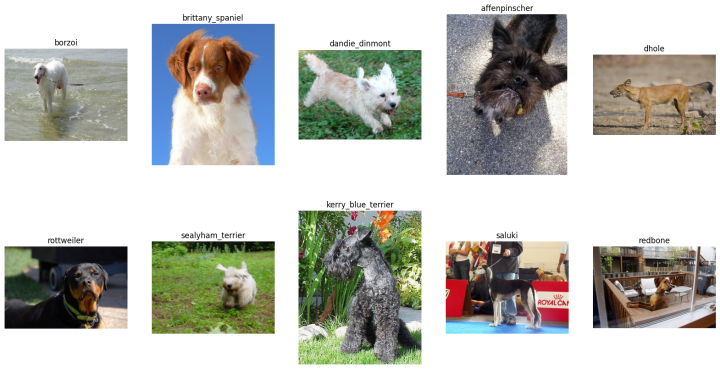 more dog images